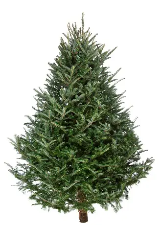 Fresh-Cut Flocked vs. Green Christmas Trees